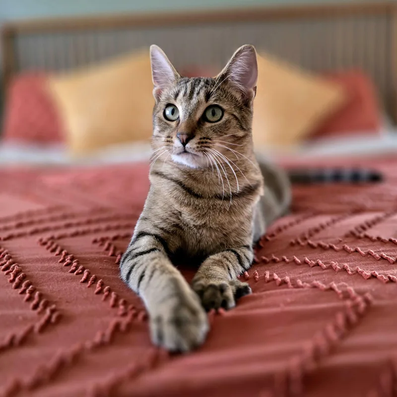 Peppa And Posty thumbnail 4