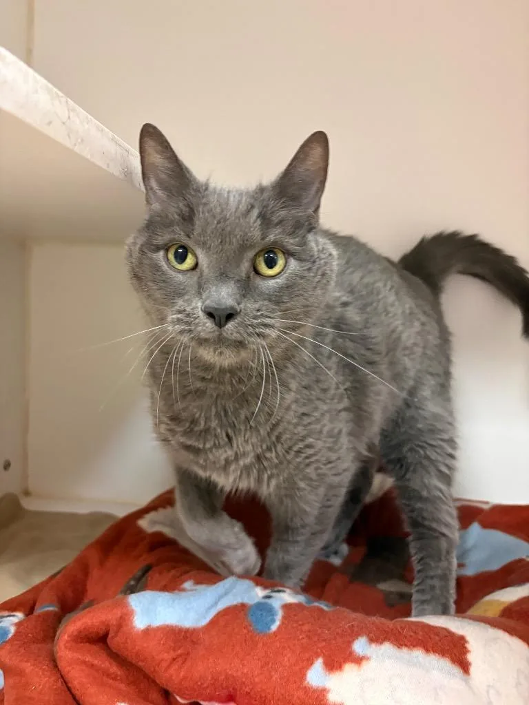 An adult medium-sized male Domestic Medium Hair cat named Tom for adoption in Johnson City, TN