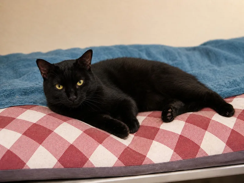 A young large-sized male Black Bombay cat named Flow  Big Boy! for adoption in Mission Viejo, CA