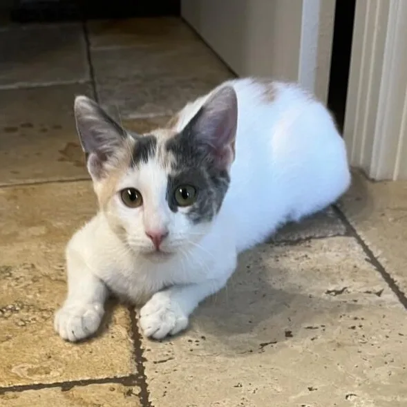 A baby small-sized female Dilute Calico cat named Dottie for adoption in Kenosha, WI