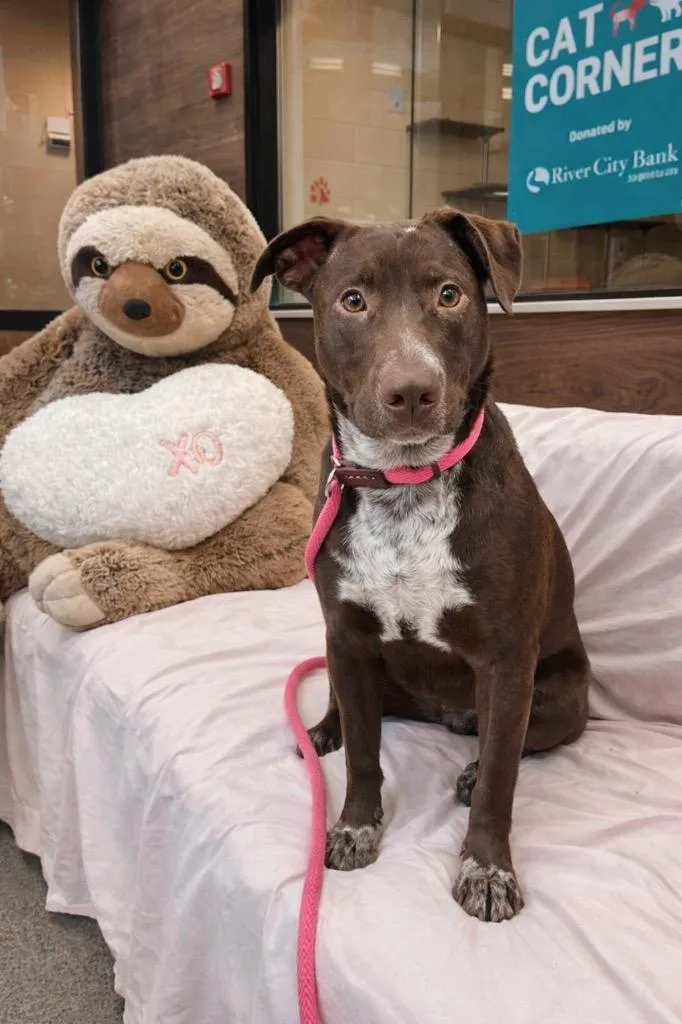 A baby small-sized male Mixed Breed dog named North Elm Mike Myers for adoption in Rome, GA