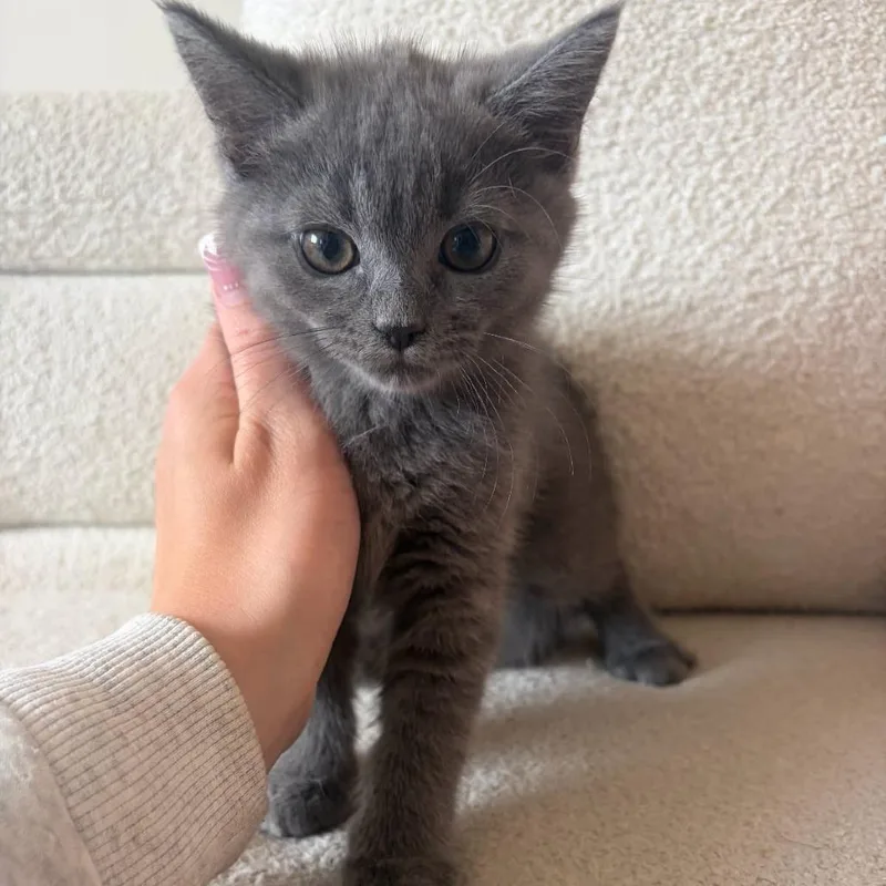 A baby small-sized male Gray / Blue / Silver Domestic Short Hair cat named Ohr for adoption in Rochester, MN