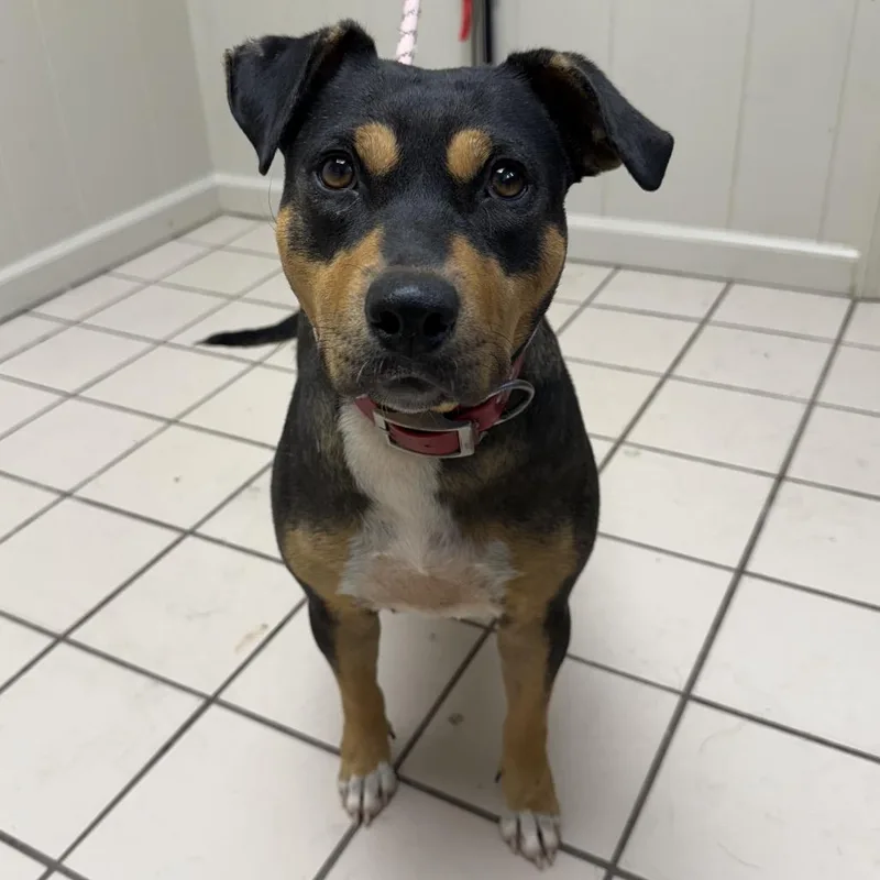 An adult medium-sized female Black Terrier dog named TUSCStray for adoption in Tuscaloosa, AL