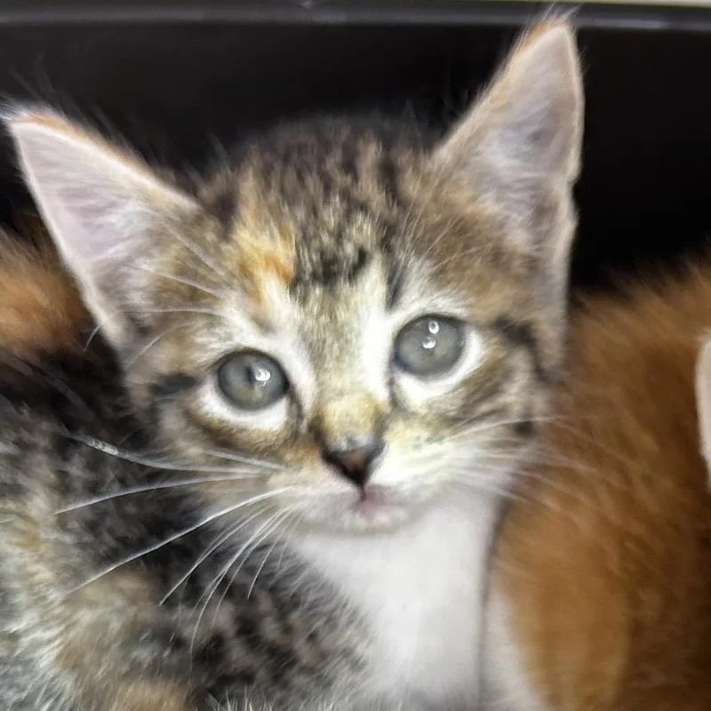 A baby small-sized female Black Domestic Short Hair cat named Zoey for adoption in Leander, TX