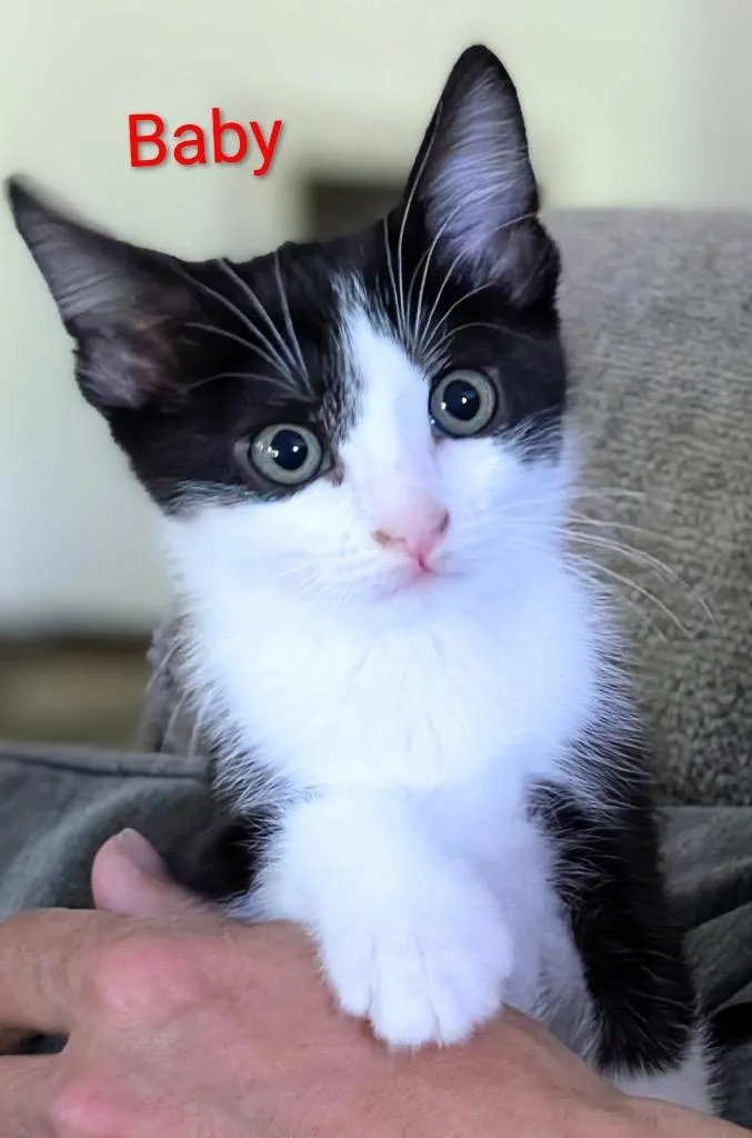 A baby small-sized female Domestic Short Hair cat named Baby Aka Daisy for adoption in Gorham, ME