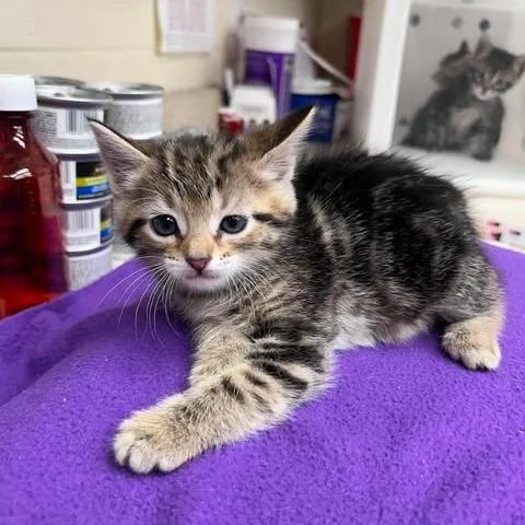 A baby small-sized female Domestic Medium Hair cat named Star for adoption in Leander, TX