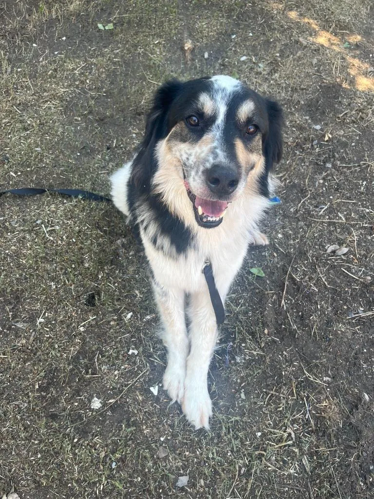 An adult large-sized male Border Collie dog named Eli for adoption in Salt Lake City, UT