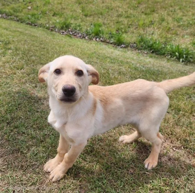 A baby medium-sized female Golden Golden Retriever dog named Libby for adoption in Manhasset, NY