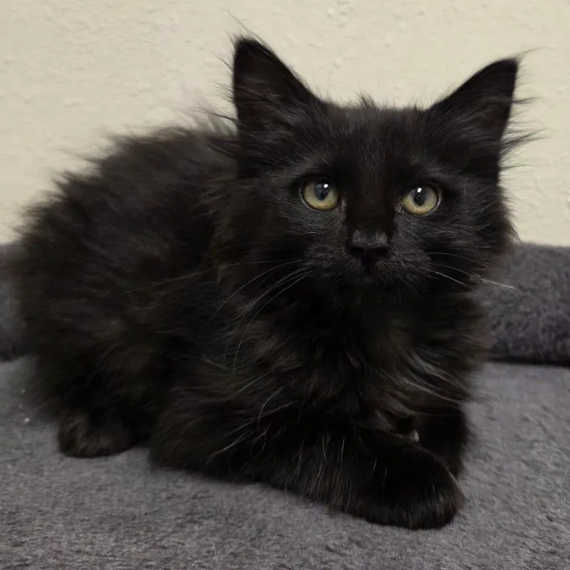 A young medium-sized female Domestic Long Hair cat named Carolina for adoption in Yankton, SD