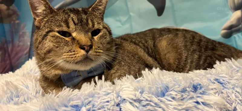 An adult medium-sized male Tabby (Brown / Chocolate) Domestic Short Hair cat named Brody for adoption in Flushing, NY