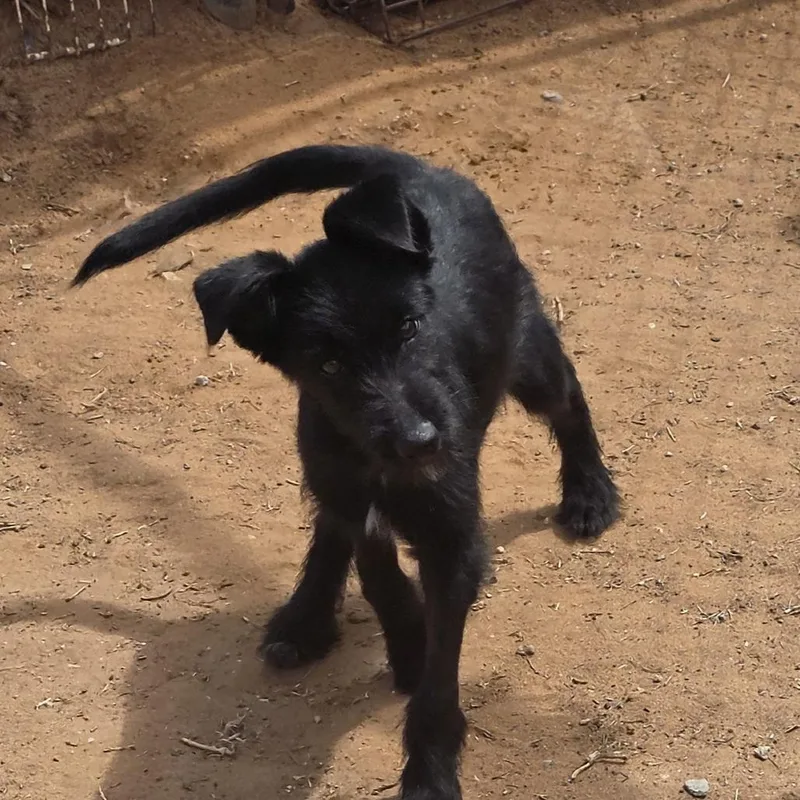 A baby small-sized female Terrier dog named Amber for adoption in Oxford, ME