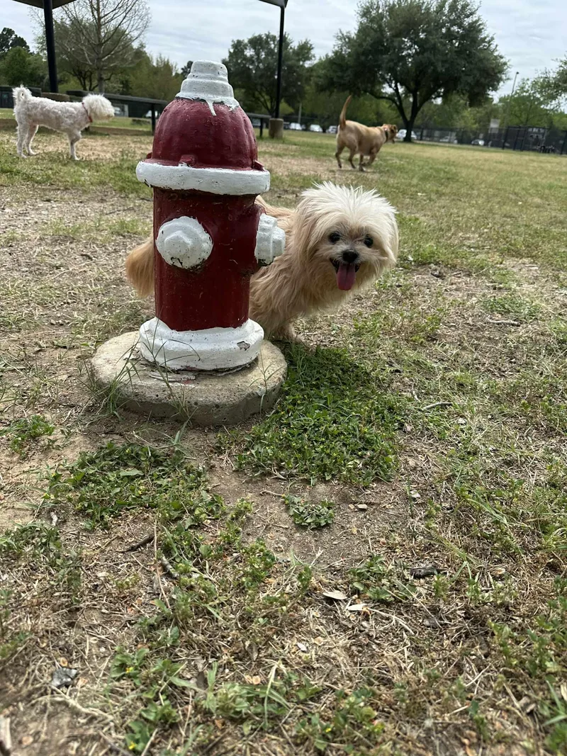 Sylvester thumbnail 2