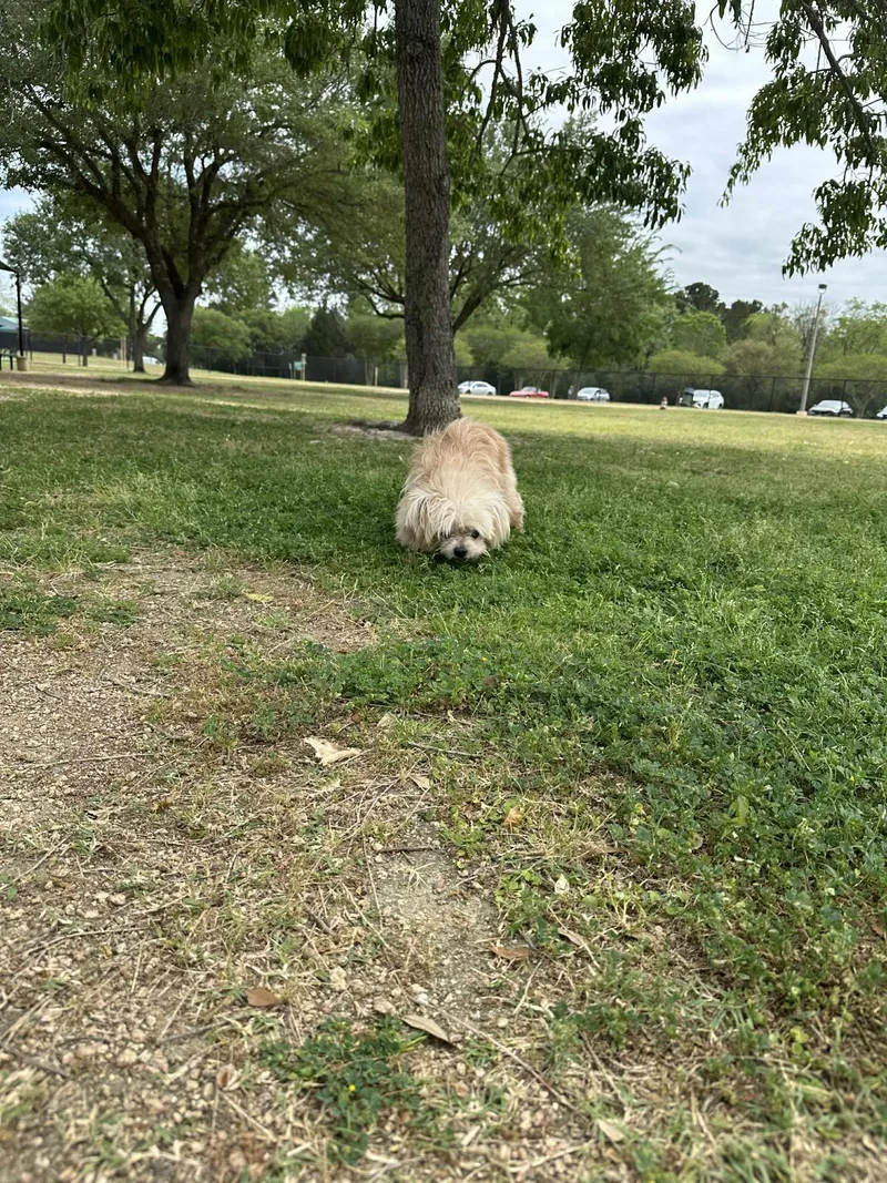 Sylvester thumbnail 3