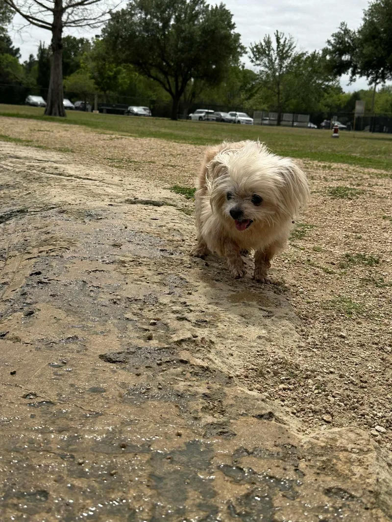 Sylvester thumbnail 4