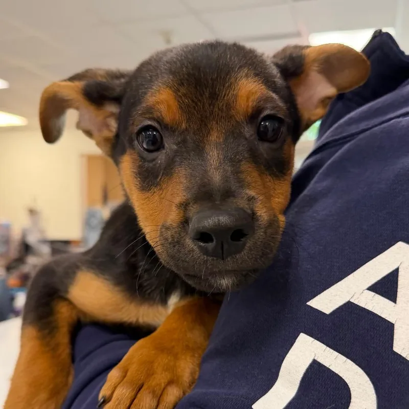 A baby medium-sized male Mixed Breed dog named Vito for adoption in Hampton Bays, NY