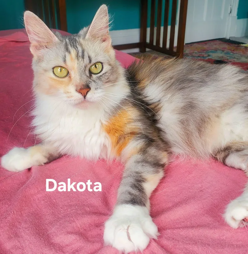 An adult medium-sized female Torbie Domestic Medium Hair cat named Dakota for adoption in Chicopee, MA