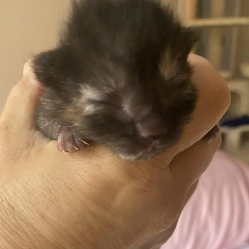 A baby small-sized female Tortoiseshell Domestic Short Hair cat named Betsy for adoption in Roswell, GA