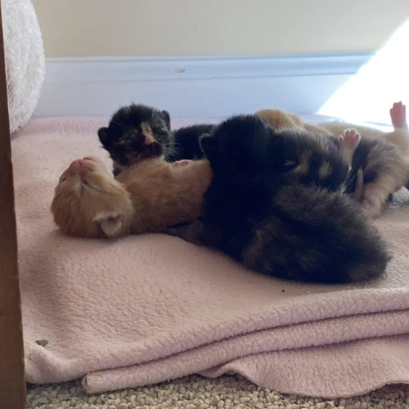 Betsy thumbnail 6