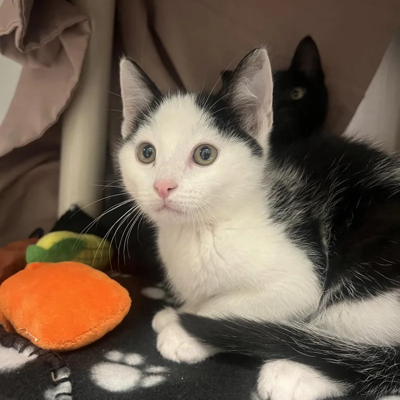A baby small-sized male Black Domestic Short Hair cat named Alfredo for adoption in Hendersonville, NC
