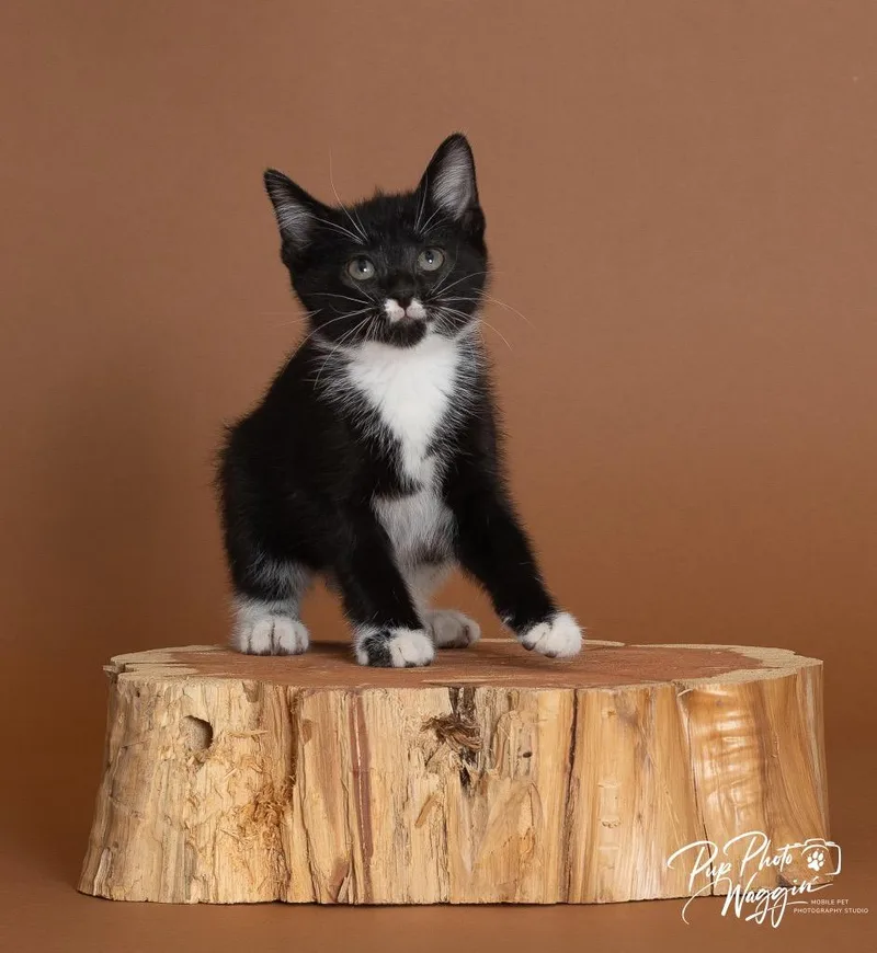 A baby small-sized female Domestic Short Hair cat named Jillian for adoption in Claremore, OK