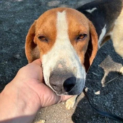 A young medium-sized male Tricolor (Brown, Black, & White) Treeing Walker Coonhound dog named Crow for adoption in Cumberland , VA