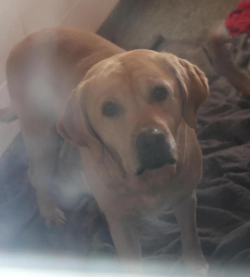 Arlo[bonded Pair Wsteven] thumbnail 2