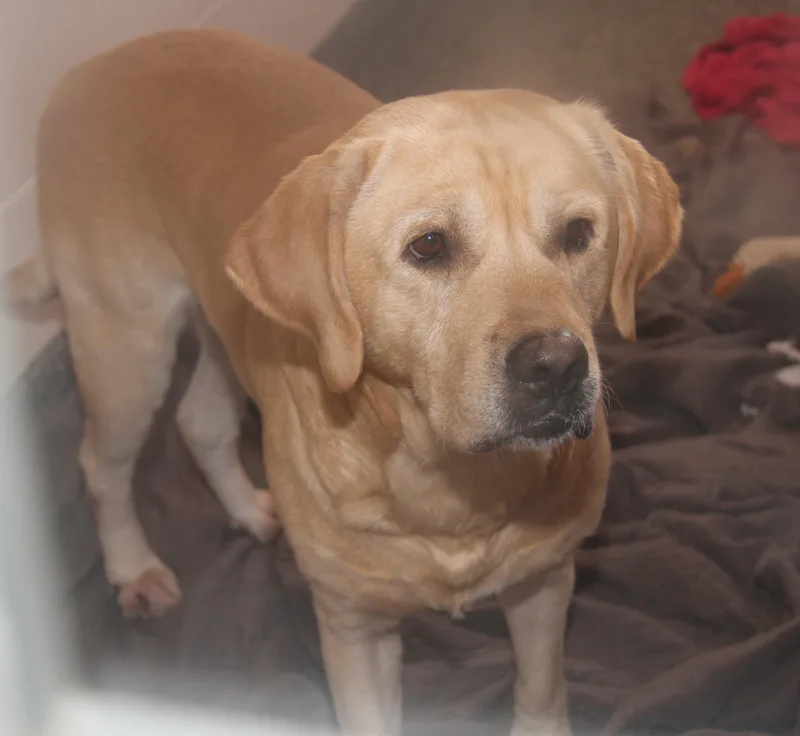 Arlo[bonded Pair Wsteven] thumbnail 3