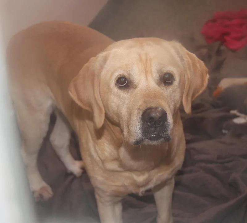 Arlo[bonded Pair Wsteven]