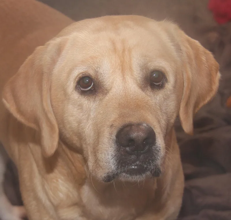 Arlo[bonded Pair Wsteven] thumbnail 4