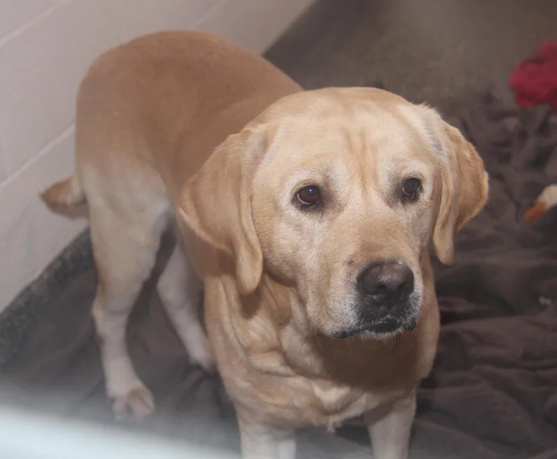 Arlo[bonded Pair Wsteven] thumbnail 5