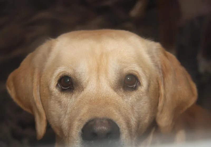 Arlo[bonded Pair Wsteven] thumbnail 6