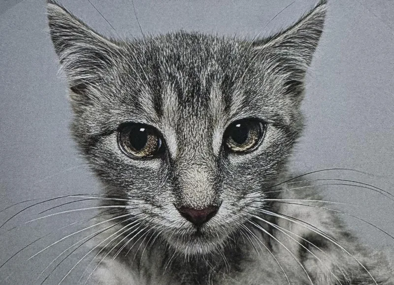 A baby small-sized female Domestic Short Hair cat named Azura for adoption in Fort Madison, IA