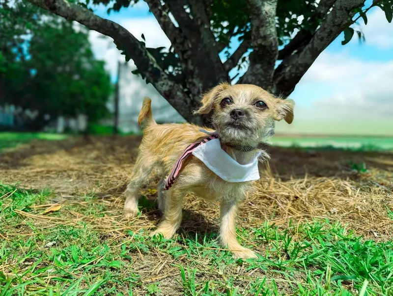A baby small-sized male Chihuahua dog named Louie for adoption in Macon, GA