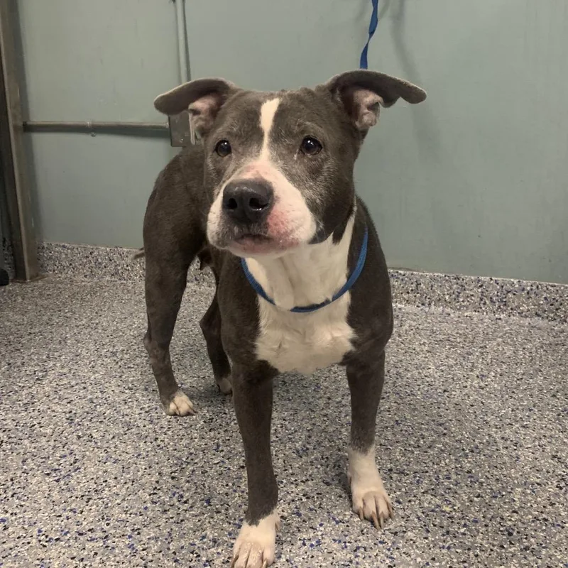 An adult medium-sized female Gray / Blue / Silver American Staffordshire Terrier dog named Tater Tot for adoption in Greenville, SC