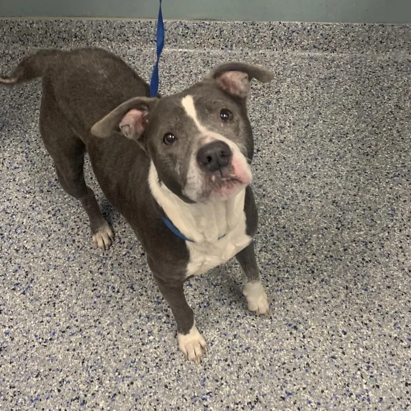 Tater Tot thumbnail 4