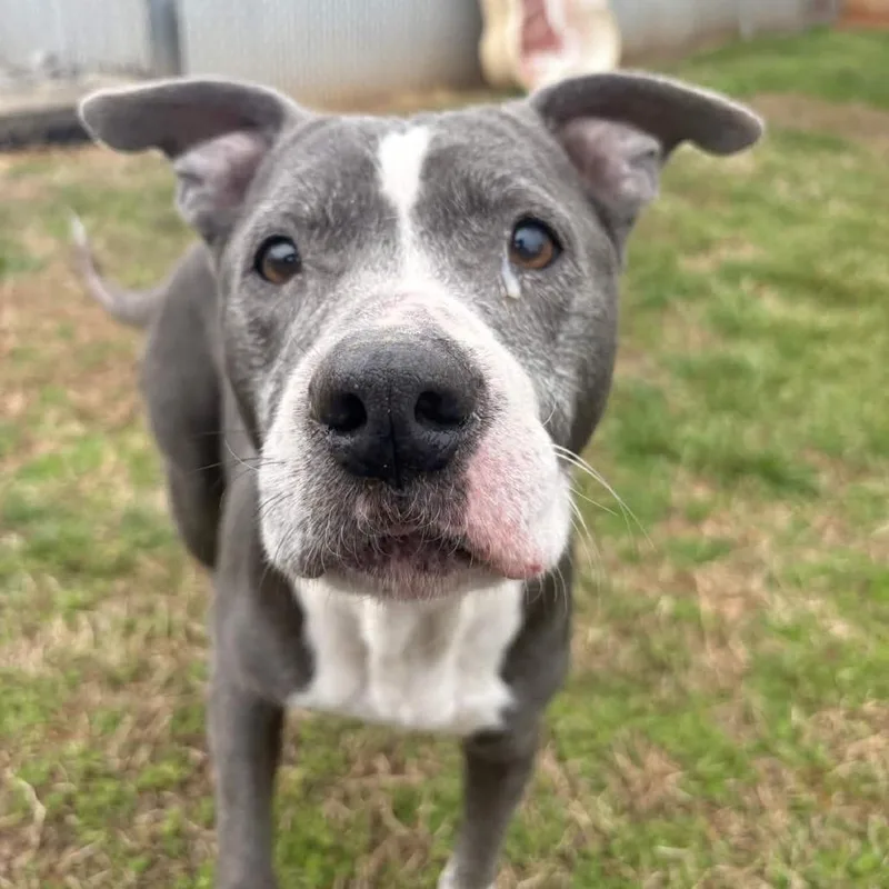 Tater Tot thumbnail 5