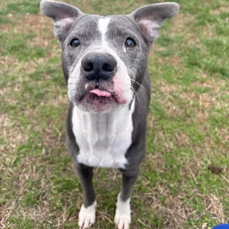 Tater Tot thumbnail 6