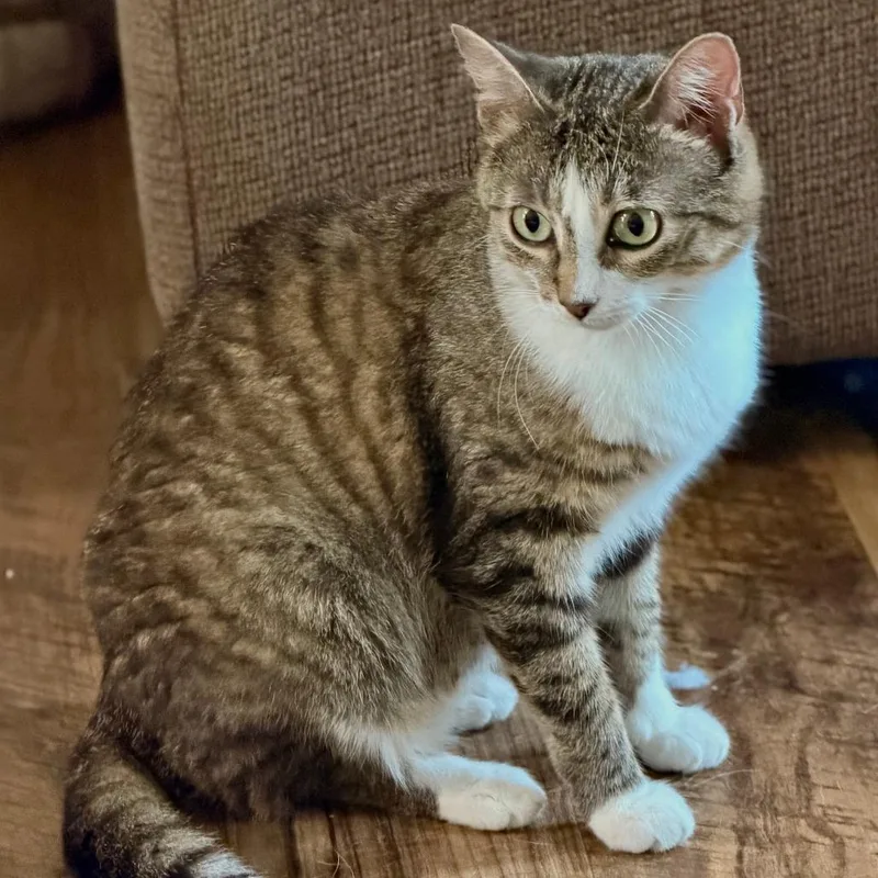 A young medium-sized female Brown / Chocolate Domestic Short Hair cat named Shadow for adoption in Medina, OH