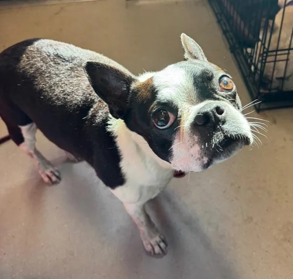 A senior small-sized male Boston Terrier dog named Tuff for adoption in El Cajon, CA