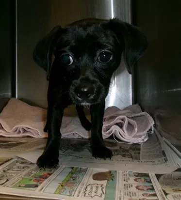 A baby small-sized female Chihuahua dog named Luna for adoption in Van Nuys, CA