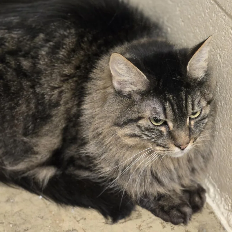 A senior large-sized female Brown / Chocolate Domestic Long Hair cat named Piper for adoption in Wickenburg, AZ