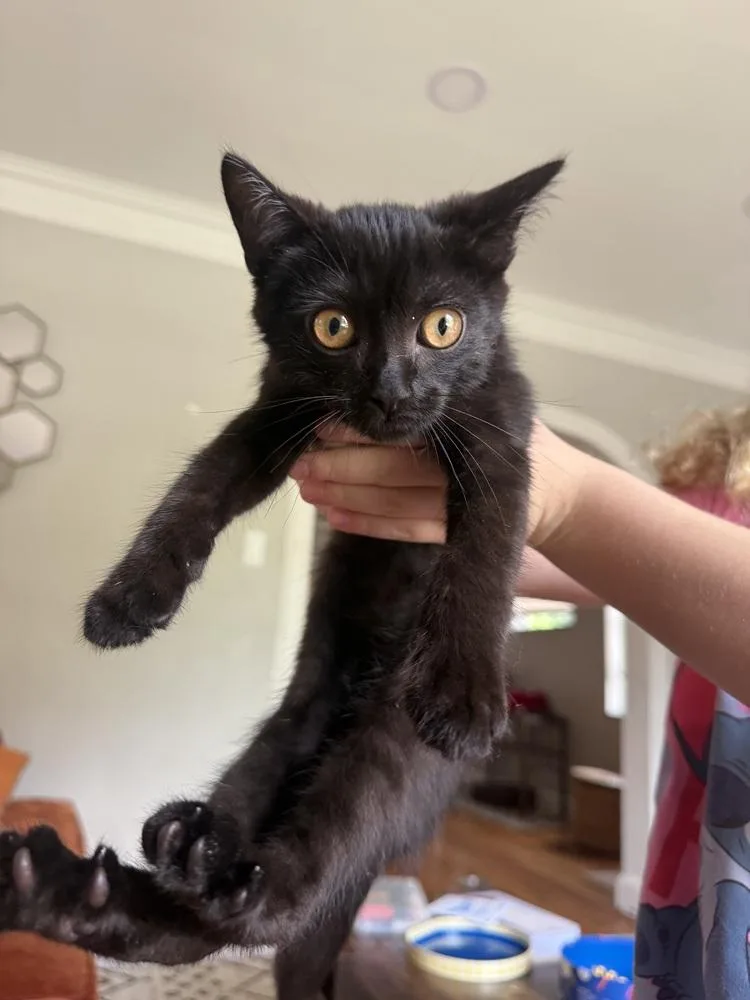 A baby medium-sized male Black Domestic Short Hair cat named Salem for adoption in Clinton Township, MI
