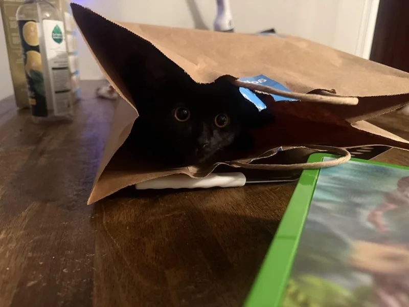 Salem thumbnail 4