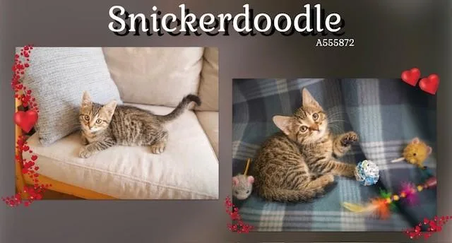 Snickerdoodle