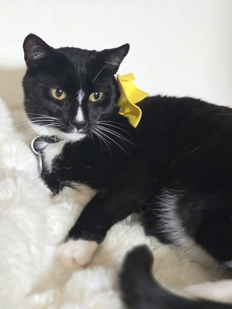 A young medium-sized male Black & White / Tuxedo Domestic Short Hair cat named Tommy Boy for adoption in Bridgewater, NJ