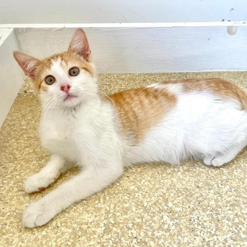 A baby small-sized male White Domestic Short Hair cat named Dothan for adoption in Deerfield, IL