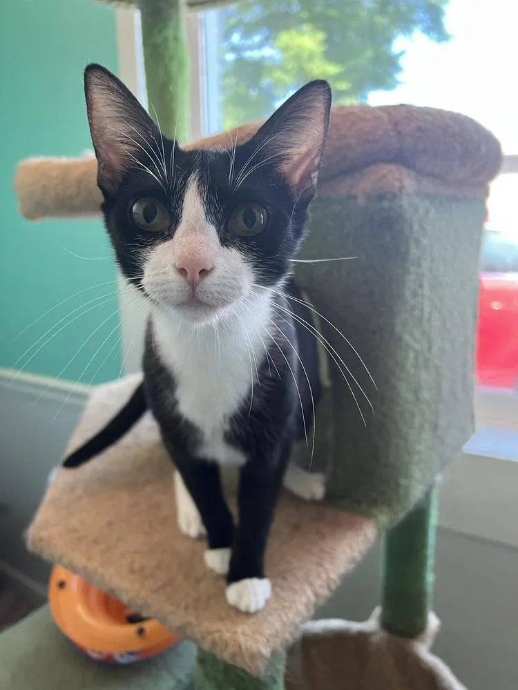 A young small-sized female Black & White / Tuxedo Domestic Short Hair cat named Olivia for adoption in Burlington, NC