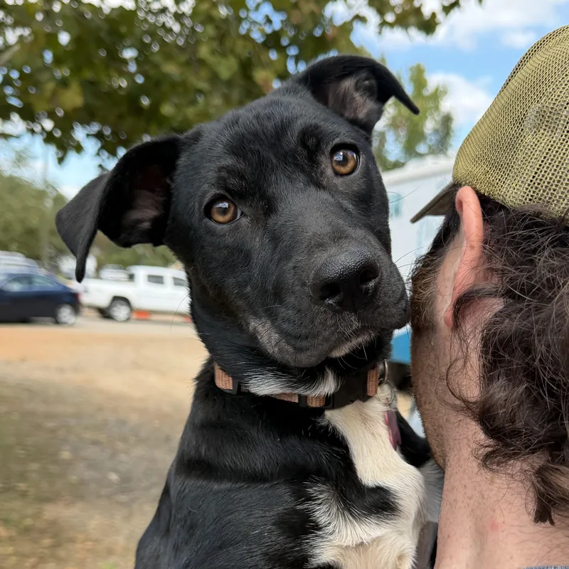 A baby medium-sized female Black Mixed Breed dog named Uno for adoption in Columbia, SC