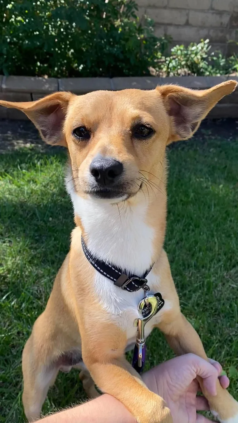 A young small-sized male Chihuahua dog named Nikko for adoption in Orange, CA