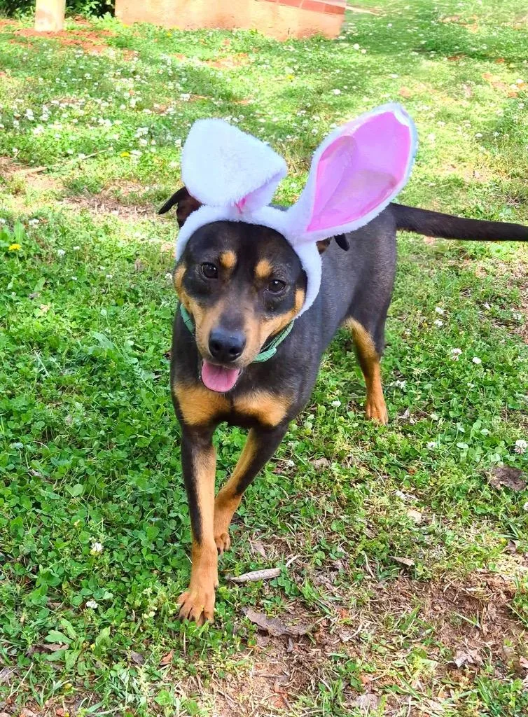 A young medium-sized female Terrier dog named Zoe for adoption in Forsyth, GA